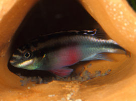 Pelvicachromis pulcher - Brutpflege
