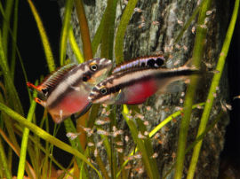 Pelvicachromis pulcher - Paar führt