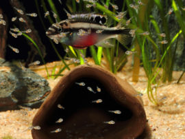 Pelvicachromis pulcher -  Weibchen führt