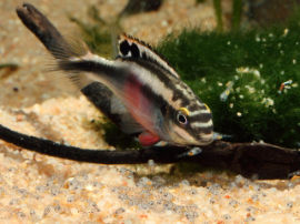 Pelvicachromis pulcher -  Weibchen führt