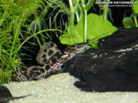 Perrunichthys perruno - Räuberwels