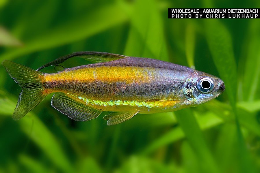 Phenacogrammus aurantiacus - Kongosalmler "Golden"