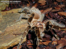 Phormictopus cancerides