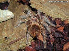 Phormictopus cancerides
