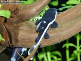 Phractocephalus hemiliopterus