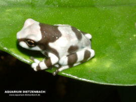 Phrynohyas resinifectrix - Baumhöhlen Krötenlaubfrosch