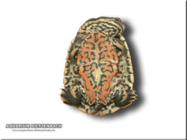 Phrynops geoffroanus tuberosus - Dunkle Krötenkopfschildkröte