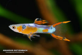 Poecilia reticulata - Miniguppy Strain I