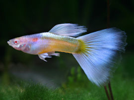 Poecilia reticulata - Pastel Albino