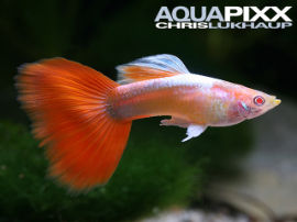 Poecilia reticulata - Rot Tuxedo albino