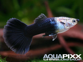 Poecilia reticulata - Schwarz Tuxedo