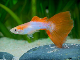 Poecilia reticulata - Red Dietzenbach