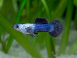 Poecilia reticulata - Rundschwanz blue Panda