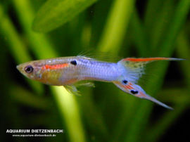 Poecilia reticulata - Guppys Deutsche Nachzuchten