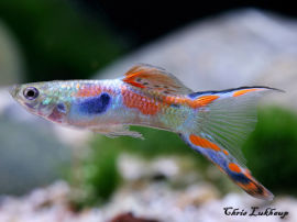 Poecilia reticulata - Endler grün Doppelschwert