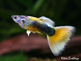 Poecilia reticulata - Gelb Tuxedo