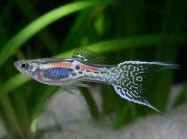 Poecilia reticulata - Endler Leopard Guppy