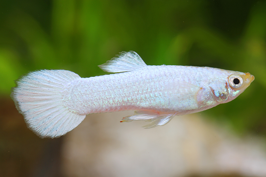 Poecilia reticulata - Guppy "Platinum white"