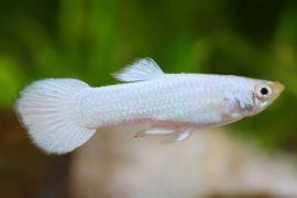 Poecilia reticulata - Guppy