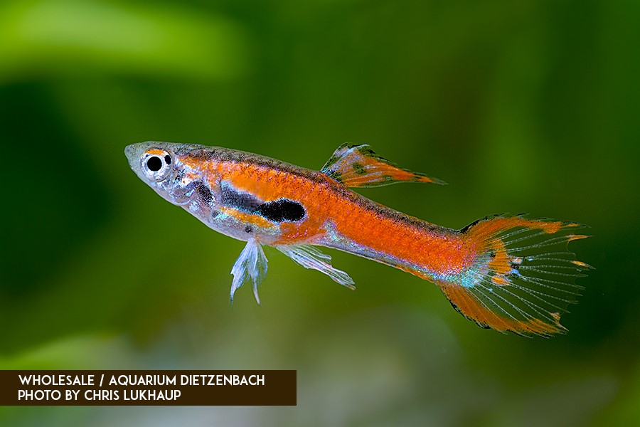 Poecilia wingei - Guppy - Endler scarlett red