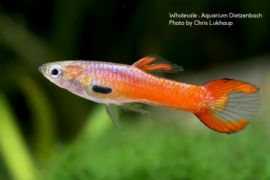 Poecilia wingei - Guppy - Endler scarlett red