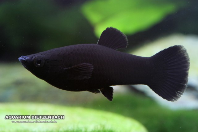 Poecilia sphenops - Black Molly