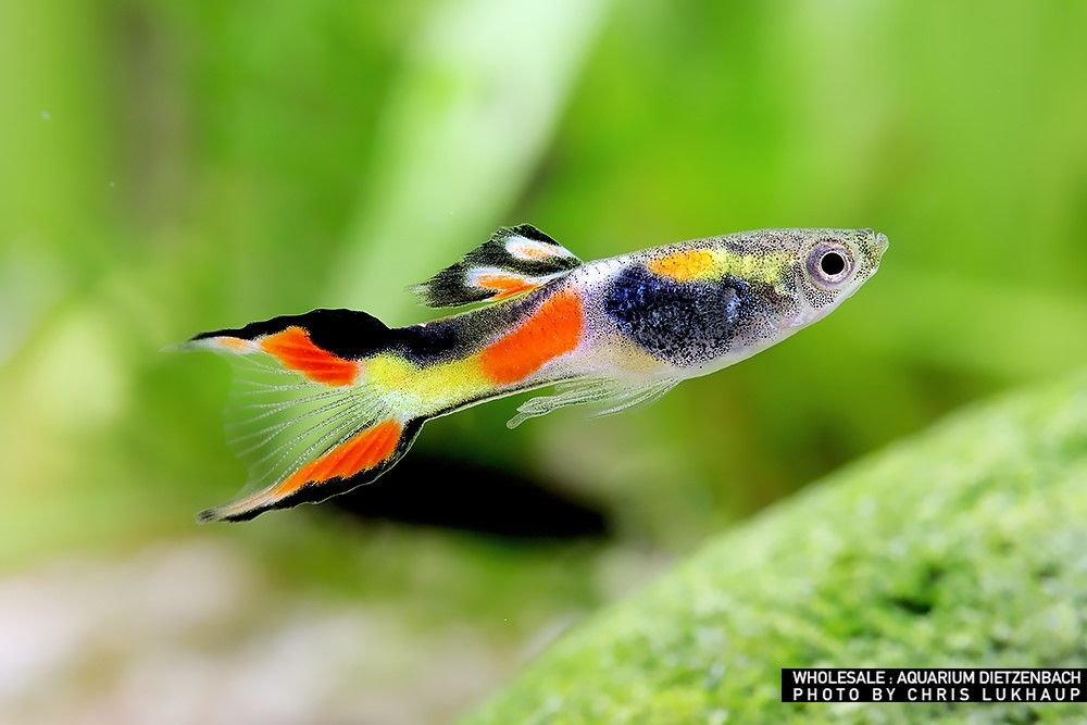 Poecilia wingei - Endlers Guppy Poecilia wingei - Endlers Guppy