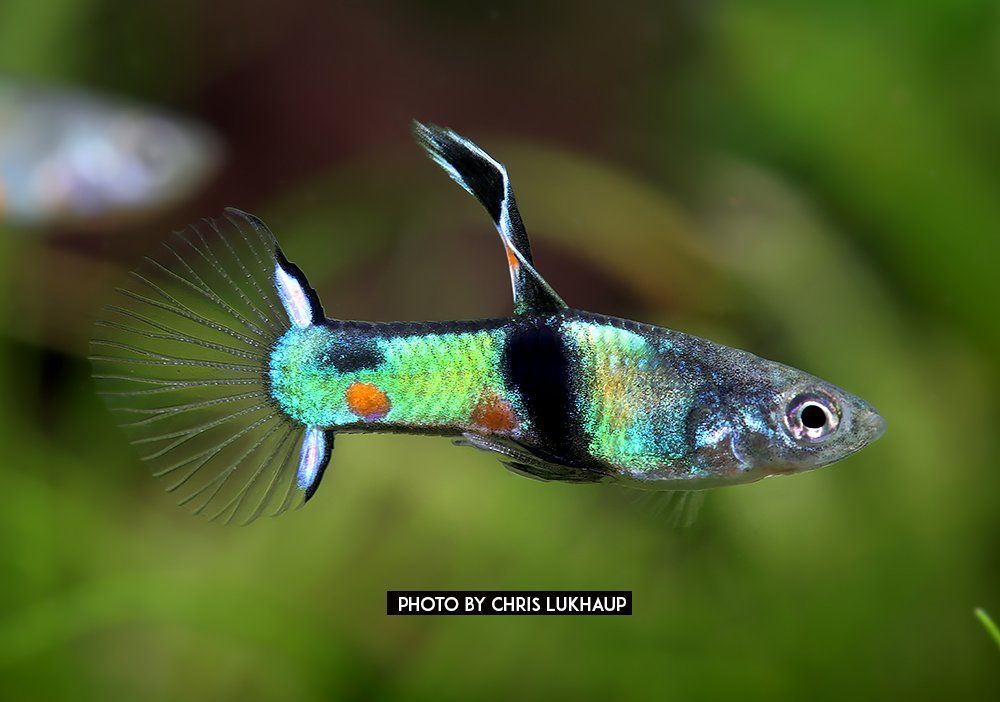 Poecilia wingei - Guppy "Endler El Tiger"