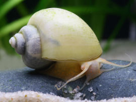 Pomacea bridgesii - Weiße Apfelschnecke