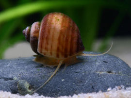 Pomacea bridgesii - Rote Apfelschnecke