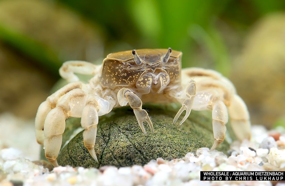 Potamocypoda pugil - Unterwasserkrabbe "Zwergghost"