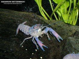 Procambarus alleni - Blauer Florida-Lobster