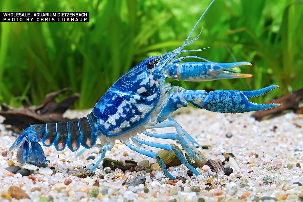 Procambarus braswelli