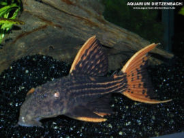 Pseudacanthicus