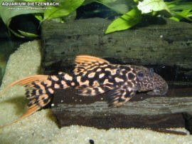 Pseudacanthicus spec. L273 - Red Titanic