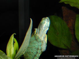 Pseudemys scripta elegans - Cumberland Schmuckschildkröte