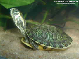 Pseudemys scripta scripta