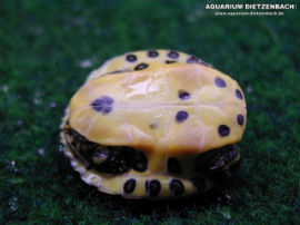 Pseudemys scripta scripta