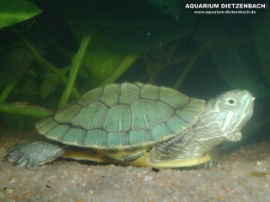 Pseudemys scripta troosti
