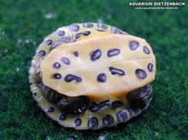 Pseudemys scripta troosti