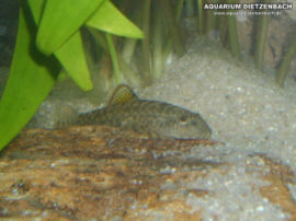 Pseudogastromyzon cheni - Rotflossen Flossensauger