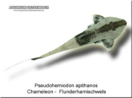 Pseudohemiodon apithanos - Chamaeleon Flunderharnischwels