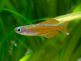 Pseudomugil cf. paskai - Paska's Blauauge (rote Form)