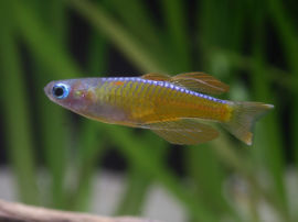 Pseudomugil cf. paskai - Paska's Blauauge (rote Form)