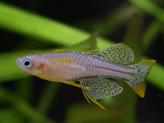 Pseudomugil gertrudae - Blauaugen Regenbogenfisch Aru II