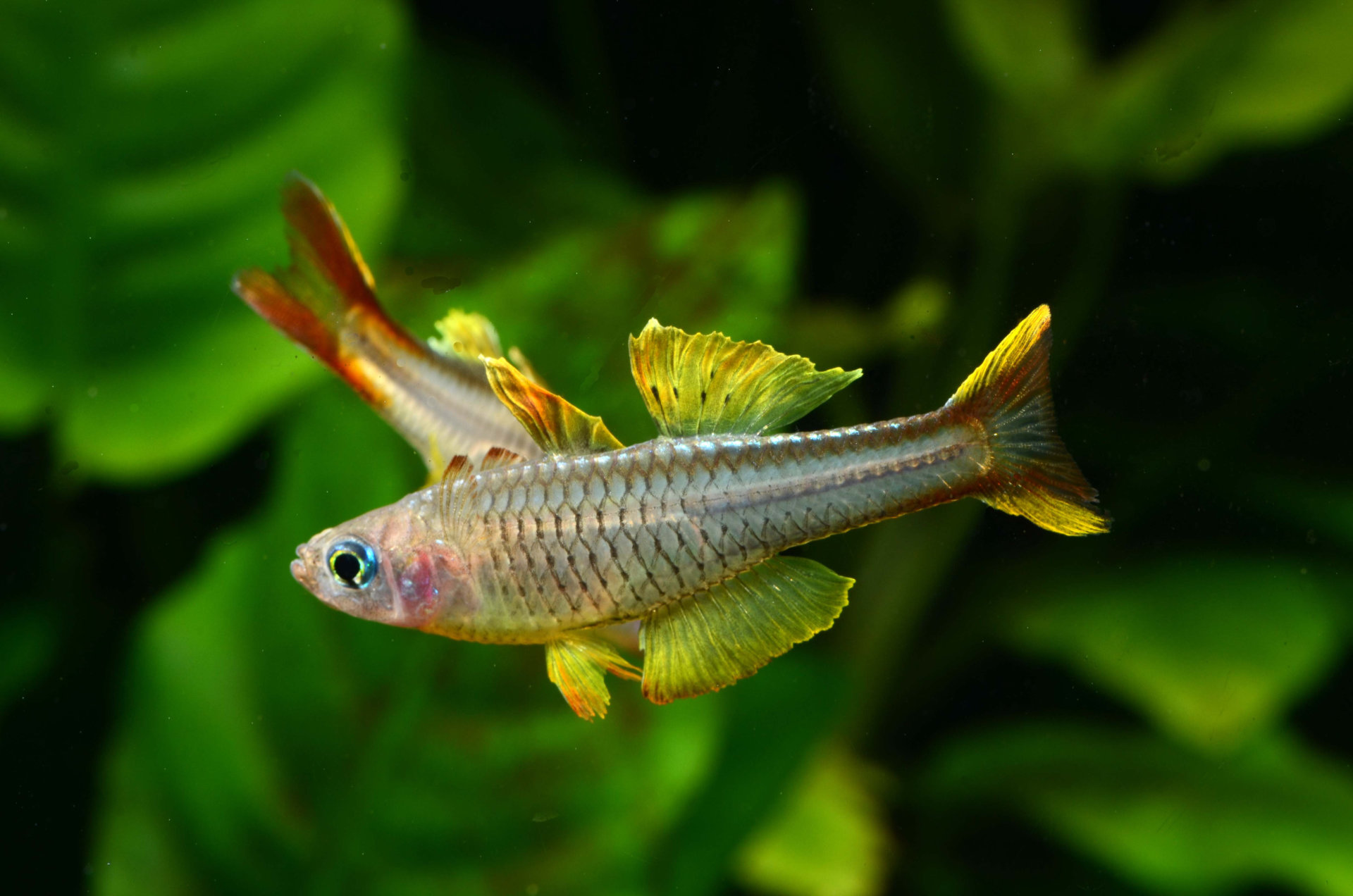 Pseudomugil ivantsoffi