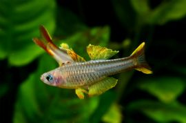 Pseudomugil ivantsoffi - Ivantsoff Blauauge