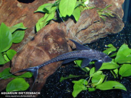 Pseudosturiosoma microps - Schwarzer Fadenflosser Sturiosoma