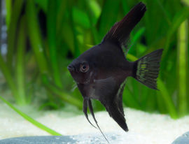 Pterophyllum scalare - Schwarzer Skalar