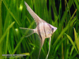 Pterophyllum scalare - Peru Hi-fin